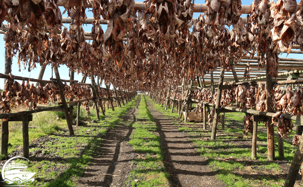 Trockenfisch Ausflugstipps Reykjavik - Fischerort Grindavík - Trockenfisch